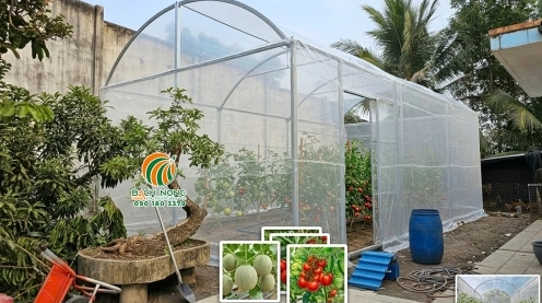 Trồng cây trong nhà kính: Bí quyết tối ưu năng suất và chất lượng