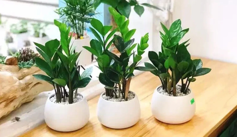 Tuổi 1985 trồng cây gì trước nhà để hút tài lộc và may mắn