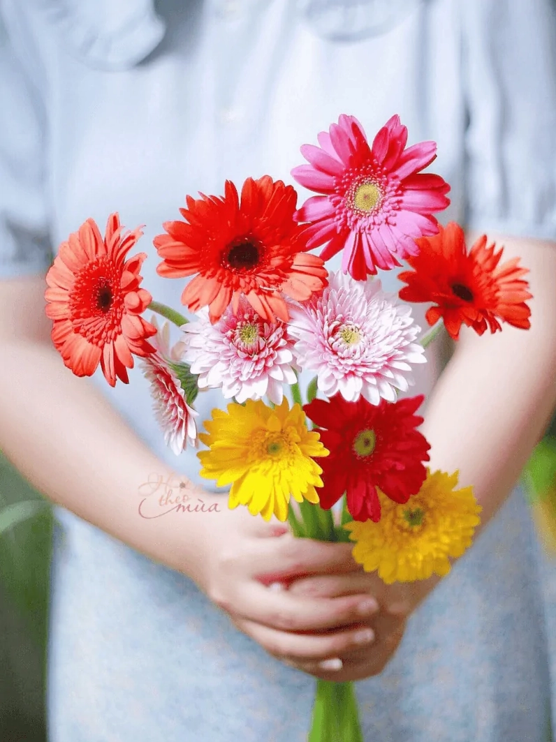Ý nghĩa hoa đồng tiền và những điều thú vị về loài hoa Tết